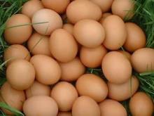 Fresh and Fertile Chicken Egg