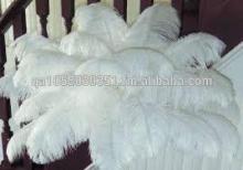 natural colorful ostrich feathers for wedding decoration