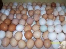  Farm  Fresh Chicken Eggs