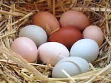 FARM FRESH WHITE/BROWN CHICKEN EGGS