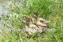 *Organic Duck Egg CNF USD 10/kg by Airfreight