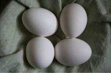 CHICKEN TABLE EGG