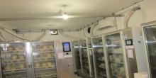 50.000  Ostrich   eggs  and  chicks  for exportation.Contact us on our website at(www.birdsbreed.webs.com)