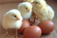 Broiler hatching eggs Ross 308