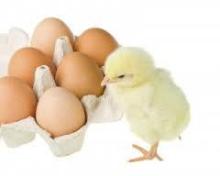 Broiler hatching eggs Cobb 500