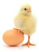Broiler Hatching eggs (Cobb500 and Ross 308)