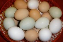 fresh chicken egg white and brown size : 40g-50g-60g-65g-70g