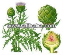 artichoke flower tea