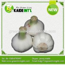 Garlic Packed By 8kg Mesh Bag (Low Price)