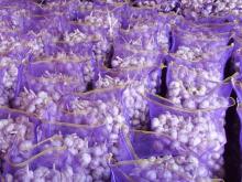 china garlic price national fruit and vegetable of china garlic 2014. wholesale market of garlic
