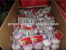 2012 chinese fresh Indonesian white garlic