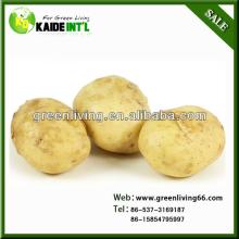  2013   holland   potato  competitive price