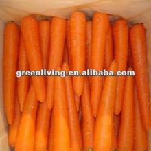 Chinese jumbo Carrot Fresh supplier