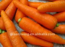 jumbo carrot in china