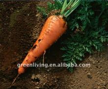 carrot nasik red carrot