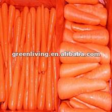 jumbo Carrot Fresh supplier