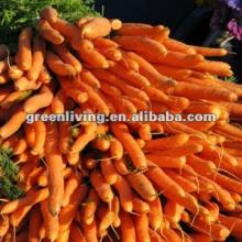 Hot Sale Fresh Carrot 2012