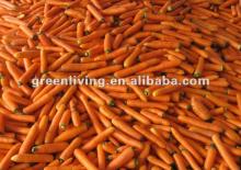 supply all kinds of fresh vegetables --2012 potato carrot