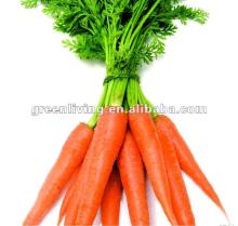 2012 fresh vegetable of carrot