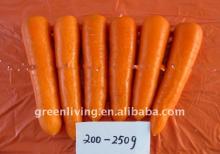 2011   new   crop  red carrot with shiny color