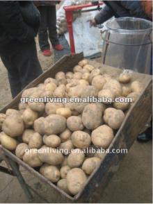 2012 fresh potato with different size and package