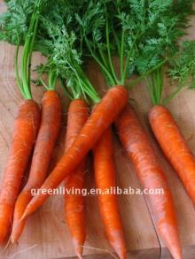 fresh carrot 2011 low price