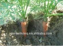 fresh carrot 2011 farm fresh carrot