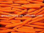 Fresh Carrot and normal white garlic
