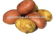 supply kinds of sizes--2012 fresh potato