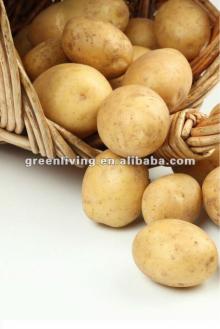 2012 fresh product of China--new potato price