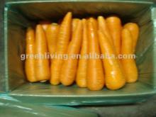2012 fresh carrot new corp