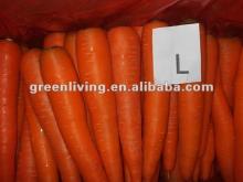 2012 fresh carrot--selling now!!!