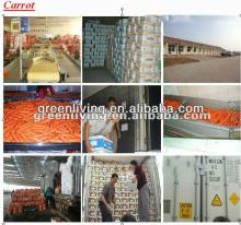 carrot specification S M L