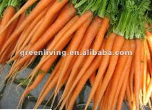 carrot of 2012 fresh product(long and fat)