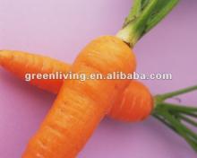 2012 fresh carrot--don't hesitate-to buy now