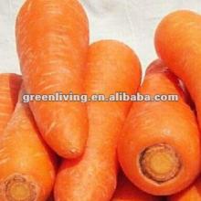 2012 red/orange carrot--size/package meet your demand
