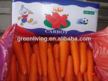 fresh 2012 crop bright red carrot so cheap price