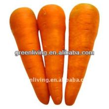 2013 red carrot exporter in China(80-150g)(150-250g up)