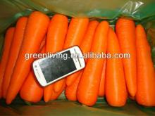 fresh chinese carrot L 220-270g