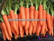 fresh chinese carrot S 80-150g