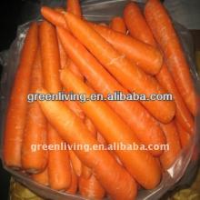 2013 top grade red fresh carrot (80-150g)(150-250g up)