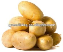 2013 fresh chinese potato wholesaler(75-100,100-150,150-250g,250gup)