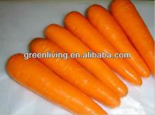 Fresh vegetables Carrot (size:s,m)