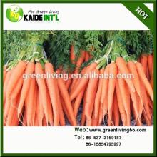 Special Organic Bulk Carrots