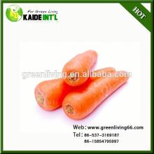 Organic Bulk Carrots