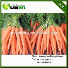 Red Fresh Carrot For Market