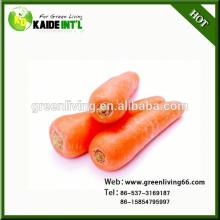 China  Red   Fresh   Carrot  For Market