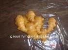 china spicy ginger (competitive price)
