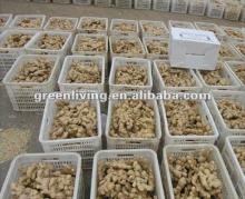 air -dry china young ginger , china ginger price and specifications (100-150g)