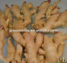 2012 ginger is very popular now